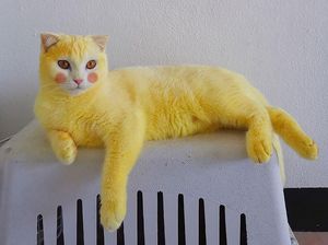 Gemes! Kucing Ini Jadi Berubah Warna Kuning Gegara Pakai Kunyit