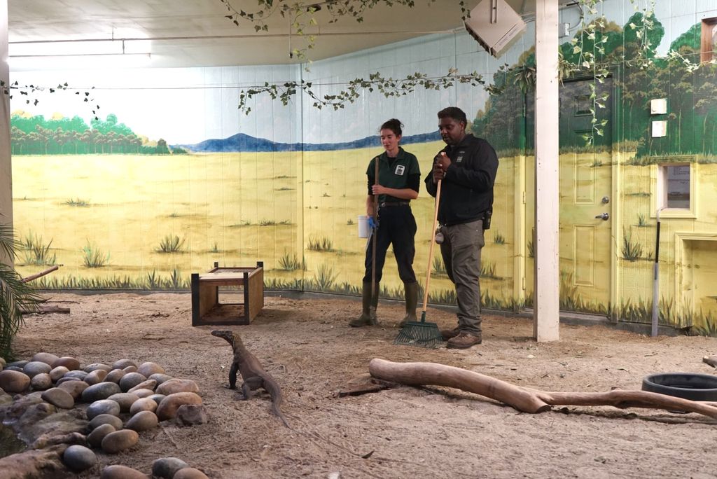 Komodo di Kebun Binatang San Francisco