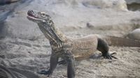 Potret Rumah Baru Komodo di San Francisco