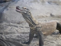 Komodo Punya Rumah Baru di San Francisco, Bentuk Diplomasi RI-AS