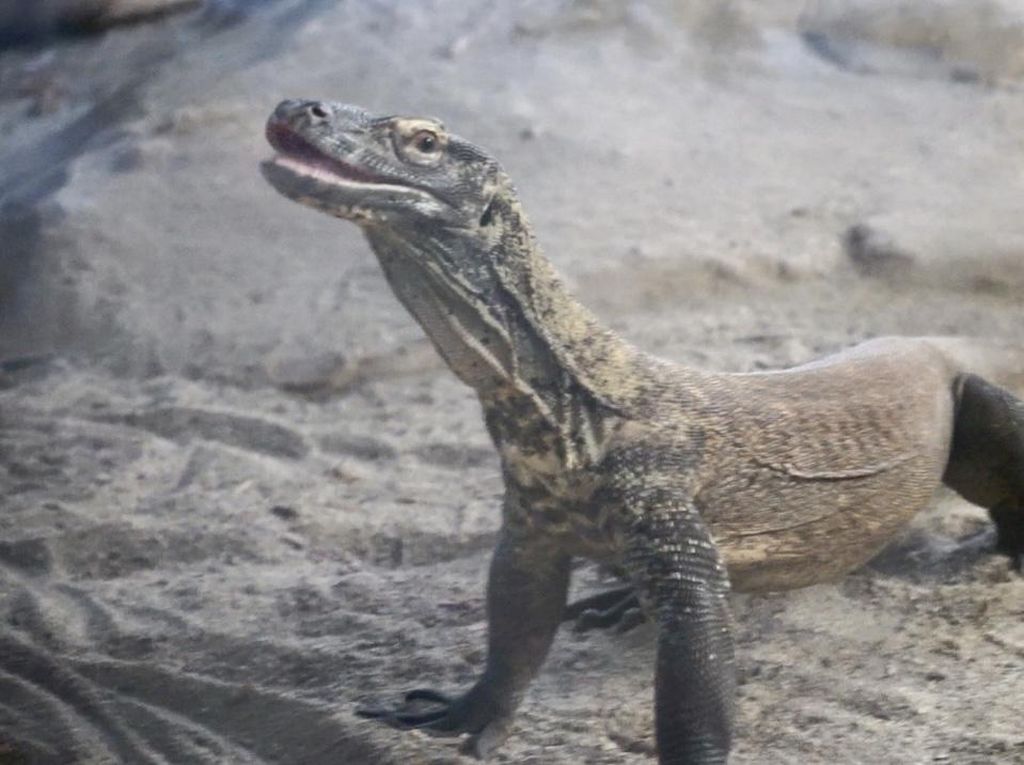 Potret Rumah Baru Komodo di San Francisco Potret Rumah Baru Komodo di San Francisco
