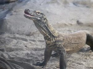 Komodo Punya Rumah Baru di San Francisco, Bentuk Diplomasi RI-AS Komodo Punya Rumah Baru di San Francisco, Bentuk Diplomasi RI-AS