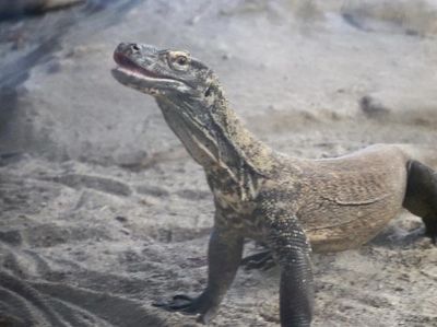 Potret Rumah Baru Komodo di San Francisco