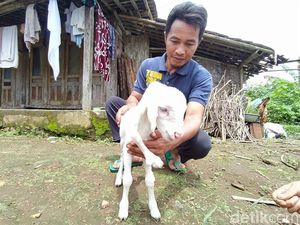 Foto-foto Anak Kambing Berkaki Lima di Lereng Sumbing Magelang