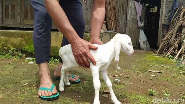 Viral, Penampakan Anak Kambing Berkaki 5 di Lereng Sumbing