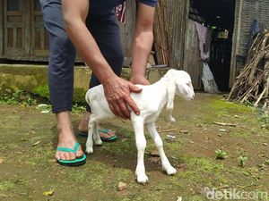 Viral, Penampakan Anak Kambing Berkaki 5 di Lereng Sumbing