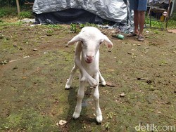 Bikin Geger, Ada Anak Kambing Berkaki Lima di Lereng Sumbing