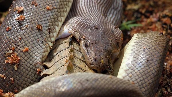 Pertarungan Luar Biasa Ular Vs Buaya