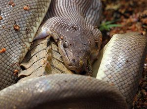 Pertarungan Luar Biasa Ular Vs Buaya