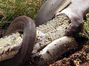 Detik-detik Pertarungan Ular Piton yang Lahap Buaya Sepanjang 2 Meter