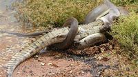 Ngeri! Detik-detik Ular Piton Melahap Buaya Sepanjang 2 Meter