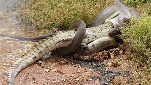 Foto-foto Brutal! Pertarungan 5 Jam Piton dan Buaya yang Mengerikan