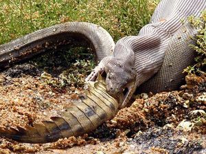 Potret Ular Piton Memangsa Aligator-Buaya Bulat-bulat
