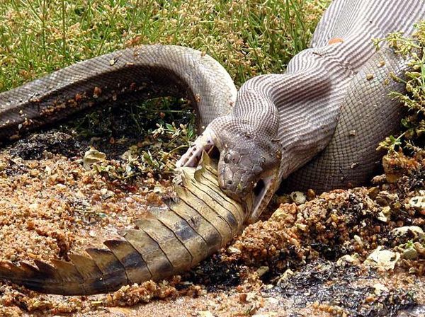 Potret Ular Piton Memangsa Aligator-Buaya Bulat-bulat