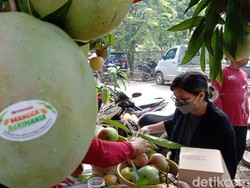Melihat Eksotisnya Buah Mangga Agrimania di Indramayu