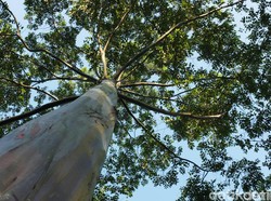 Hari Pohon Sedunia 21 November: Sejarah dan Cara Memperingati