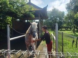 Kisah Kuda Sakral di Bali, Tak Sembarang Orang Bisa Menunggangi