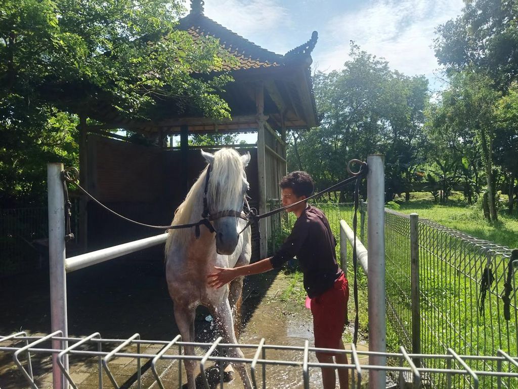 Kisah Kuda Sakral di Bali, Tak Sembarang Orang Bisa Menunggangi Kisah Kuda Sakral di Bali, Tak Sembarang Orang Bisa Menunggangi