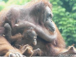 Ini Parti Kejora, Orang Utan Baru Banjarnegara