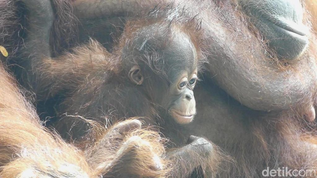 Parti Kejora Bayi Orang Utan Serulingmas Zoo yang Menggemaskan