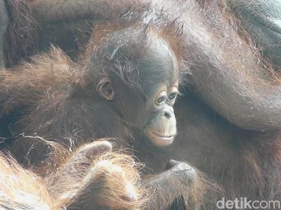 Parti Kejora Bayi Orang Utan Serulingmas Zoo yang Menggemaskan