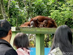 Serulingmas Zoo Banjarnegara Beri Diskon di Hari Coblosan, Ini Syaratnya Serulingmas Zoo Banjarnegara Beri Diskon di Hari Coblosan, Ini Syaratnya