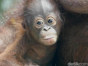 Bantahan Bandung Zoo soal Narasi Bayi Orang Utan Ditelantarkan Bantahan Bandung Zoo soal Narasi Bayi Orang Utan Ditelantarkan