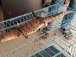 Anak Buaya di Sungai Tanjungbalai Bikin Warga Takut Mandi Ditangkap