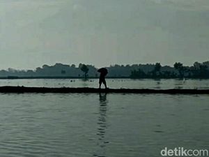 Terendam Banjir, Ratusan Hektare Bawang Merah di Brebes Gagal Panen