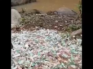 Waduh! Limbah Medis Berserakan di Bantaran Sungai Cirebon