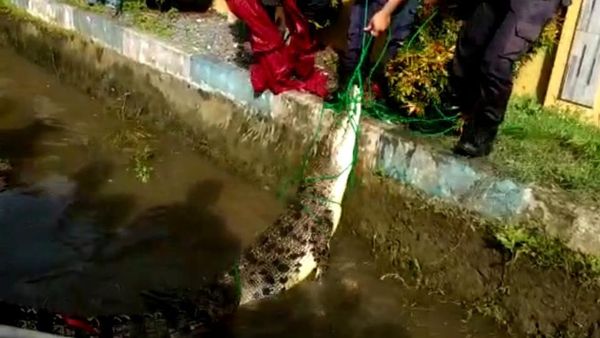 Potret Buaya 3 Meter Muncul di Selokan Warga Maros-Dievakuasi Damkar