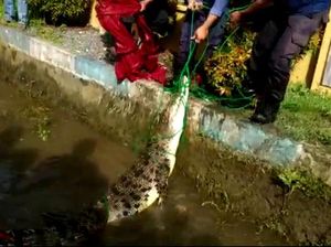 Potret Buaya 3 Meter Muncul di Selokan Warga Maros-Dievakuasi Damkar Potret Buaya 3 Meter Muncul di Selokan Warga Maros-Dievakuasi Damkar