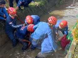 Detik-detik Damkar Maros Evakuasi Buaya 3 Meter yang Muncul di Selokan Warga