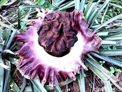 Warga Karawang Temukan Bunga Bangkai di Pekarangan Rumah