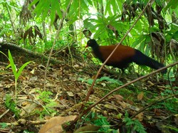 Dikira Punah, Burung Langka Muncul Lagi Setelah 140 Tahun
