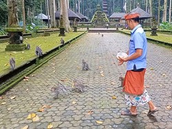 Main ke Hutan Pala Sangeh, Berani Nggak Kasih Makan Monyet?