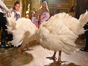 Kocak! 2 Kalkun Ini Dapat Amnesti dari Joe Biden