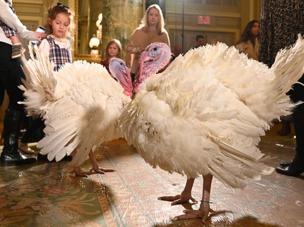 Kocak! 2 Kalkun Ini Dapat Amnesti dari Joe Biden