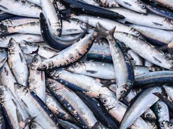 Harkannas 2022: Ikan Menyehatkan dan Mencerdaskan