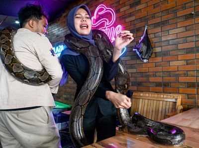 Mengunjungi Pameran Hewan Peliharaan di Pusat Perbelanjaan Aceh