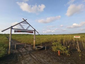 Kalahkan 27 Negara, Probolinggo Jadi Kota Lingkungan Hidup Terbaik Versi WWF