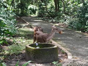 Jelajah Cagar Alam Pangandaran, Ini Harga Tiket dan Daftar Satwanya