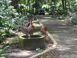 Cagar Alam Pangandaran, Dulu Dipuja Kini Ditinggalkan
