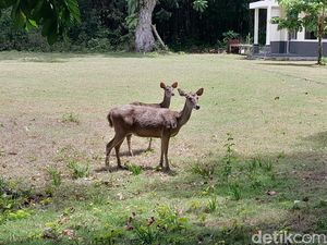 Menakar Populasi Rusa di TWA Cagar Alam Pangandaran