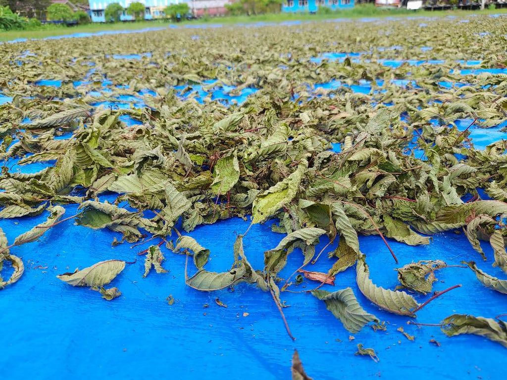 BNNP Kaltim Tak Masalah Warga Tanam Kratom yang 3 Kali Lebih Kuat dari Ganja BNNP Kaltim Tak Masalah Warga Tanam Kratom yang 3 Kali Lebih Kuat dari Ganja