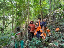 Lebah Hutan di Desa Bukit Ngamuk, Serang Warga-Hewan Ternak