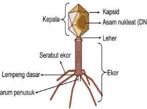 Apa Itu Virus yang Berbentuk Huruf T? Ini Struktur hingga Contohnya