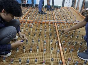 Peneliti UGM Ciptakan Metode Menangkap Karbon, Ini Cara Kerjanya