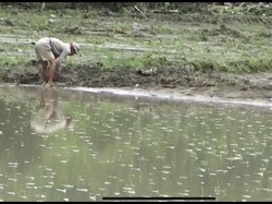 Pemkot Parepare Salurkan 20.850 Kg Benih Padi untuk Petani Terdampak Banjir