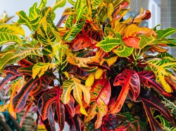 Kenapa Daun Tanaman Puring Berwarna-warni? Begini Faktanya